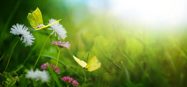 美丽的夏季自然背景 野草地 菊花和蝴蝶在上面飞舞 宽格式 复制空间 — 图库照片