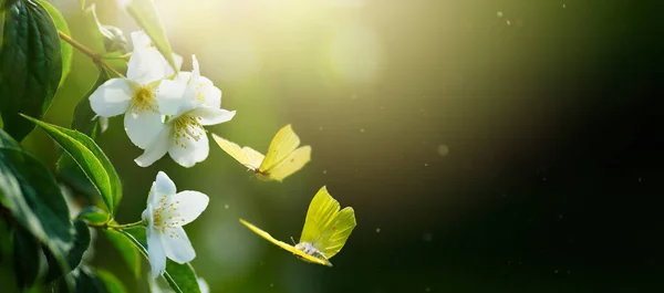 緑の背景にジャスミンの茂みや蝶を飛んで 美しい夏の開花の境界線 ソフト選択フォーカス スパのコピー — ストック写真