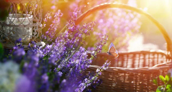 Művészet Nyári Természet Háttér Gyönyörű Provence Kert Levendula Virágok — Stock Fotó