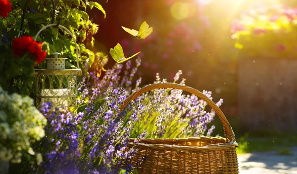 Umění Kvetoucí Květiny Blízkosti Venkovského Domu Provence Letní Krajina Zázemí — Stock fotografie