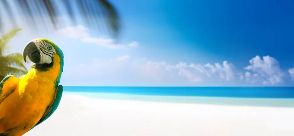 Vacaciones Verano Playa Arena Tropical Mar Diseño Bandera Con Spac — Foto de Stock