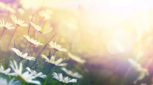 Прекрасні Польові Лугові Квіти Ромашки Літаючий Метелик Ранковому Сонячному Лузі — стокове фото