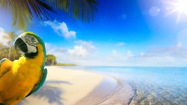 熱帯の砂浜での夏休みコピースパック付きバナーデザイン — ストック写真