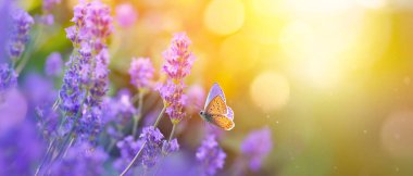 Sinek kelebeği, lavanta çiçekleri ve güneş ışığı ve bokeh ile güneşli yaz arkaplanı. Açık hava doğa afişi; Spac 'i kopyala