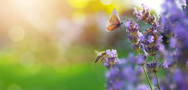 フライ蝶とラベンダーの花と日当たりの良い夏の自然背景やボケ 屋外自然バナー スパックのコピー — ストック写真