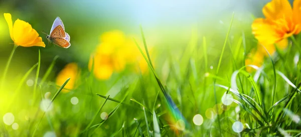 Солнечный Летний Природный Фон Бабочкой Мухой Полевыми Цветами Траве Солнечным — стоковое фото