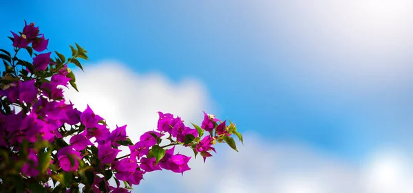 Letnie Tło Baner Podróży Piękny Kwitnący Kwiat Ropikalny — Zdjęcie stockowe