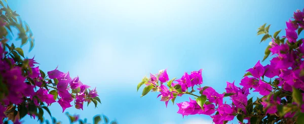 Καλοκαιρινά Ταξίδια Πανό Φόντο Όμορφη Ανθίζοντας Ropical Λουλούδι — Φωτογραφία Αρχείου