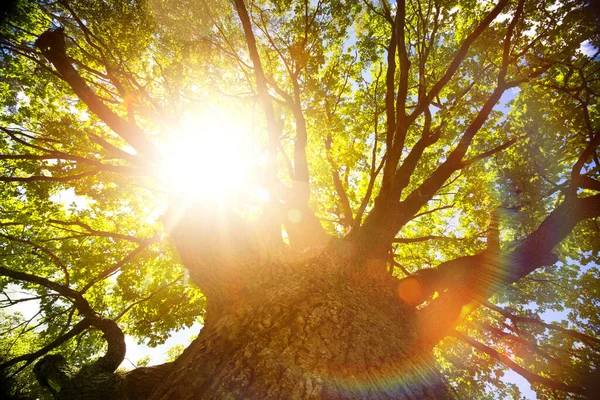 夏または秋の自然背景 日光に対する大きな古いオークの木 — ストック写真