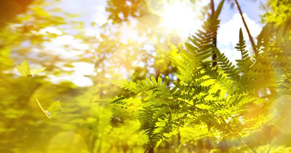アート抽象的な夏の森日当たりの良い自然背景 — ストック写真