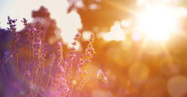 Umění Abstraktní Krásné Letní Západ Slunce Pozadí Kvetoucí Divoké Lovanda — Stock fotografie