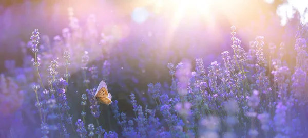Kwitnący Kwiat Lawendy Letniej Latający Motyl Tle Letniego Zachodzącego Słońca — Zdjęcie stockowe