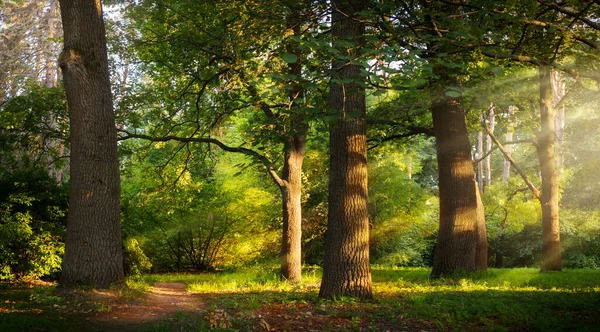 美丽的阳光照射在绿色的夏季橡木林中 — 图库照片