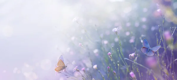 Letnia Polana Leśna Kwitnącą Trawą Piękny Dziki Kwiat Motyle Słoneczny — Zdjęcie stockowe