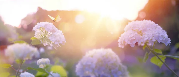 夏の花公園 朝の日差しのあるピンク 庭の茂みや飛んで蝶を咲かせる牧歌的な春の背景 ピンクの朝の日の出太陽と美しいボケ — ストック写真
