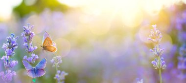 Sanat Yazı Vahşi Çiçekleri ve Sinek Kelebeği gün batımında bir çayırda. Makro görüntü, yüzeysel alan derinliği. Kopya spac ile soyut yaz doğa arkaplanı