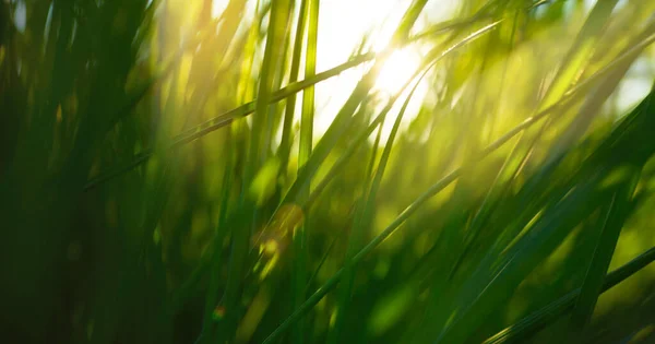 日没の牧草地でアート緑の草 マクロ画像 フィールドの浅い深さ 要旨夏の大自然の食感背景 — ストック写真
