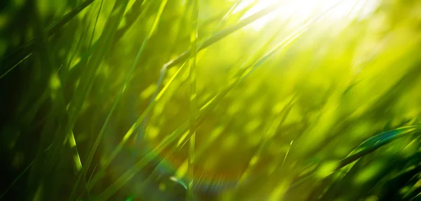 Kunst Grünes Gras Auf Einer Wiese Bei Sonnenuntergang Makroaufnahme Geringe — Stockfoto