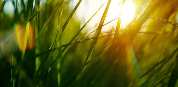日没の牧草地でアート緑の草 マクロ画像 フィールドの浅い深さ 要旨夏の大自然の食感背景 — ストック写真