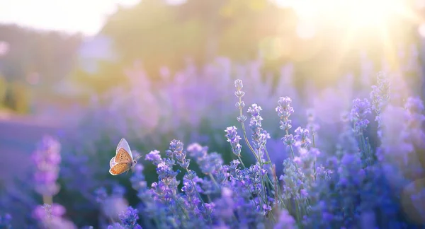 Kunst Wildblumen Auf Einer Wiese Bei Sonnenuntergang Makroaufnahme Geringe Schärfentiefe — Stockfoto
