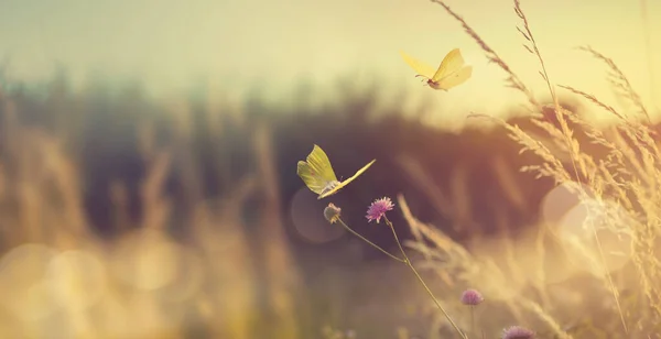 풍경에 부드럽게 초점이 맞추어 풀밭의 날아다니는 황금빛 가을의 과뿌연 — 스톡 사진