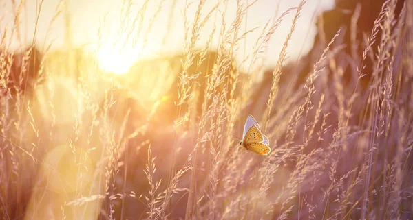 석양에 풍경에 부드럽게 초점을 풀밭의 날아다니는 황금빛 가을의 과어두운 — 스톡 사진