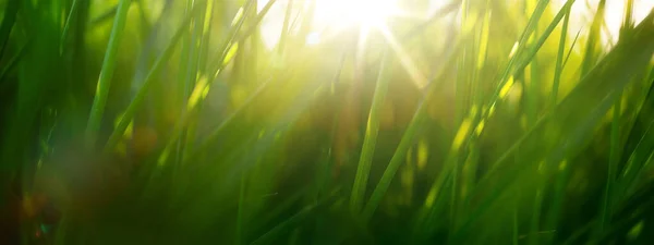 Wild Groen Gras Een Bos Clearing Bij Zonsondergang Macro Beeld — Stockfoto
