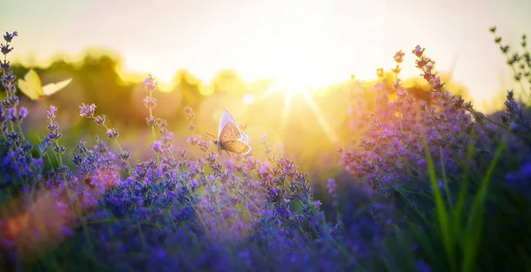 Prado Verão Com Muitas Flores Lavanda Verão Borboletas Dia Ensolarado — Fotografia de Stock