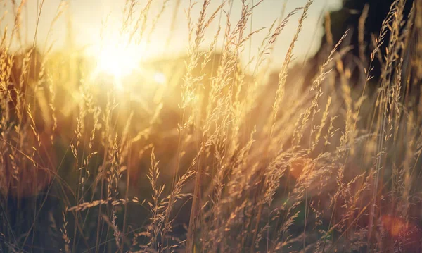 Wild Gras Een Bos Clearing Bij Zonsondergang Macro Beeld Ondiepe — Stockfoto