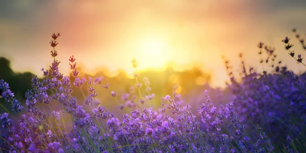 Art Wild Květiny Louce Při Západu Slunce Makro Obraz Mělká — Stock fotografie