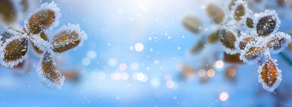 圣诞节的背景模糊不清 圣诞节降雪的背景 宽的背景 新年冬季艺术设计 宽银幕假日边框 — 图库照片