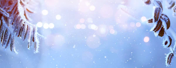 Kış Arkaplanı Karlı Buzlu Ağaç Dallarıyla Karlı Mavi Gökyüzü Zemininde - Stok İmaj