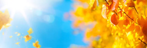 秋天阳光灿烂的黄叶装饰着秋天泡沫中宽阔而模糊的背景 — 图库照片