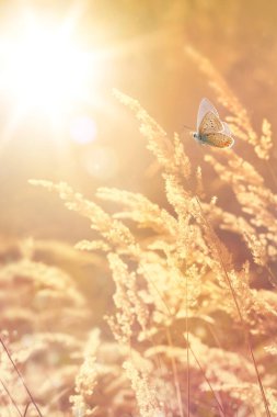 Sanat Sonbaharı Ekim Vahşi Çayırı, gün batımında. Makro görüntü, yüzeysel alan derinliği. Soyut sonbahar doğası.