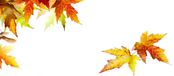 Jesienny Sztandar Tło Kolorowe Jesienne Liście Klonu Obrazek Stockowy