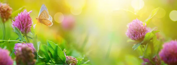 Güneşli Bahar Yaz Doğası Sinek Kelebeği Yonca Çiçekli Güneş Işığı — Stok fotoğraf