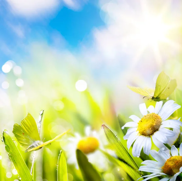 Velikonoční Jarní Pozadí Květinovou Loukou Bílými Jarními Květy Žlutými Motýly — Stock fotografie