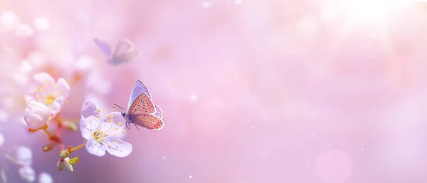 Spring Blossom Tree Fly Butterfly Pink Springtime Blooming Garden Background — Stok Foto
