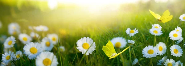 Streszczenie Wiosenny Kwiat Słonecznej Łące Wiosenny Letni Zachód Słońca Nad — Zdjęcie stockowe
