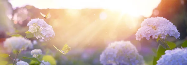 春の咲く公園 朝の日光とピンクの花 緑豊かな春のバックグラウンド 花のアジアの茂みと庭で飛ぶ蝶 ピンクの日の出朝と美しいボケ コピースペース付きのバナーデザイン ストックフォト