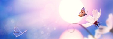 Beautiful natural pastel background. Butterfly and  flower against on a background of sunrise
