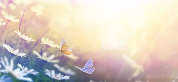 Piękne Pole Wiosenne Łąka Kwiaty Rumianku Latający Motyl Rano Słoneczna — Zdjęcie stockowe