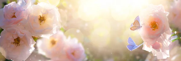 Frühling Oder Sommer Gartenlandschaft Schöne Rosen Blühen Und Fliegen Schmetterling Stockfoto