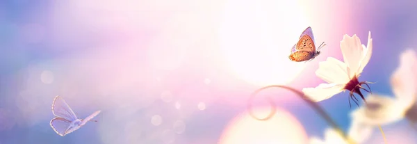 Красивый Естественный Пастельный Фон Бабочка Цветок Фоне Восхода Солнца Стоковое Изображение