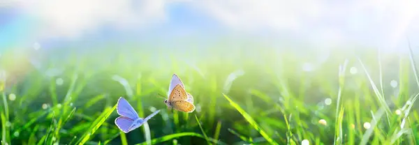 Přírodní Jaro Nebo Léto Zelená Tráva Pole Motýlem Slunné Bokeh Stock Obrázky