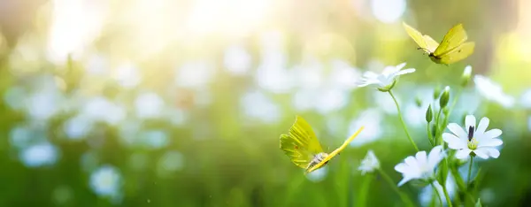 晴れた日の花の草や蝶との春や夏の森のグレード バック照明 ハイキー ロイヤリティフリーのストック画像