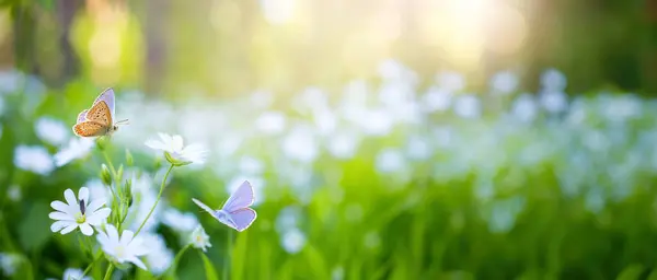 春天的时候 森林里开满了春天的花朵和蝴蝶 阳光灿烂 免版税图库照片