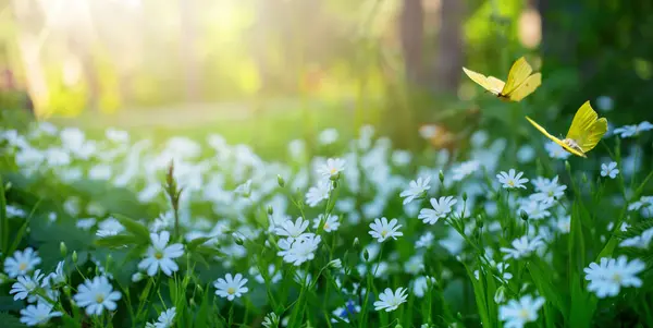 Frühlingshafte Waldlichtung Mit Vielen Weißen Frühlingsblumen Und Schmetterlingen Einem Sonnigen Stockfoto