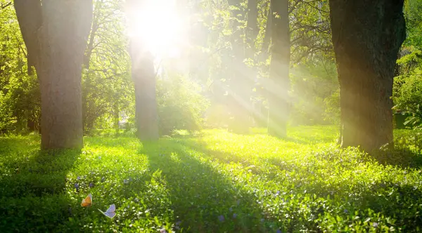 Весенний Лесной Пейзаж Красивая Солнечная Весенняя Поляна Стоковое Изображение