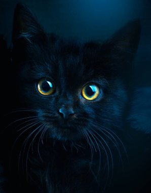 Esrarengiz mavi bir zemin üzerine kurulmuş çarpıcı altın gözlü büyüleyici siyah kedi yavrusu..